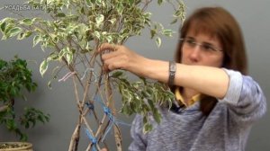 Круговое плетение фикуса Бенджамина (ч.3).