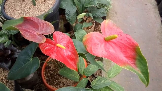 Anthurium Obake Bikin Gemes.