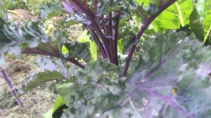 Листовая капуста Кейл в саду. Особенности, выращивание.