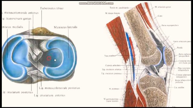 TIZZA BO'G'IMI TUZILISHI, BOYLAMLARI ( ARTICULATIO GENUS )