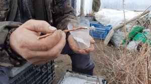 Размножение жимолости одревесневшими черенками в перлит.