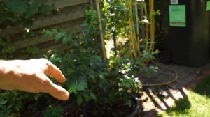 Как чувствует себя голубика в тени