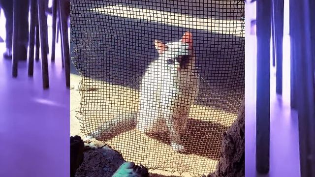 Овечка Фиби - Пустяк