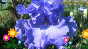 Ирис германский Якина Блю. Краткий обзор, описание характеристик iris germanica Yaquina Blue