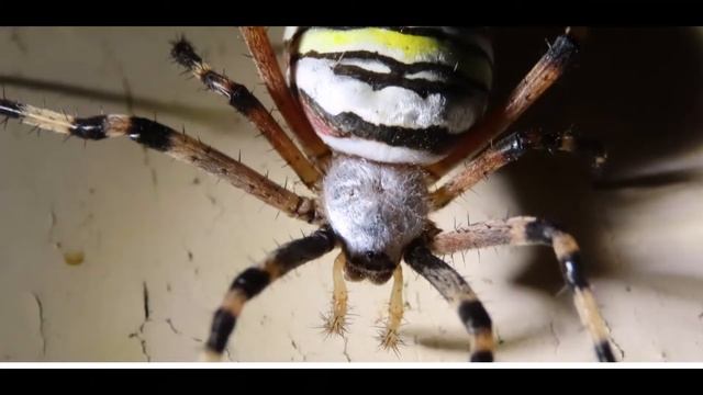 Argiope bruennichi wasp spider Greece by Theo Fotiadis смотреть онлайн