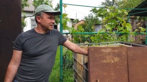 Удобрение Винограда Коровяком. Коровяк. Органическое удобрение фруктовых деревьев.