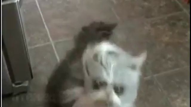 СУПЕР находка !!!Кот из ужасов#КОТ ОБОРОТЕНЬ, #кот дедок,страшный кот !!!)) смотреть онлайн