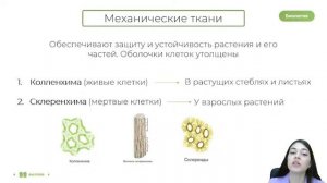 ТКАНИ РАСТЕНИЙ ЗА 30 МИНУТ | БИОЛОГИЯ 10 КЛАСС | ЕГЭ 2022