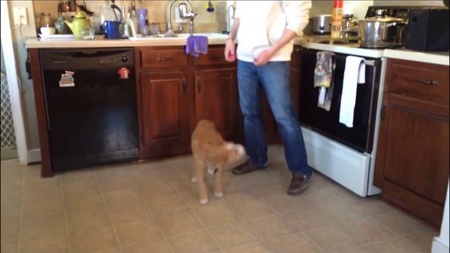 Portuguese Podengo Medio Puppy Clicker Training смотреть онлайн