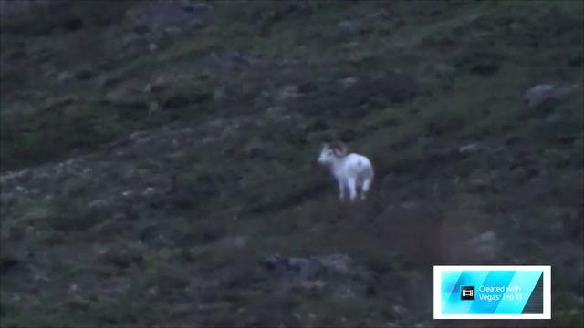 Охота на барана Далла смотреть онлайн