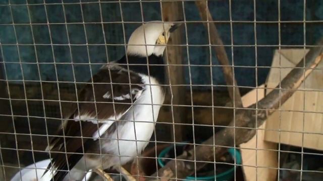 Черношейный скворец. Black-collared Starling смотреть онлайн