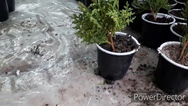 Черенки туи и можжевельника. Как ухаживать в период корне-образования смотреть онлайн