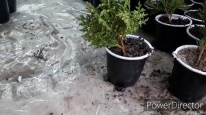 Черенки туи и можжевельника.  Как ухаживать в период корне-образования