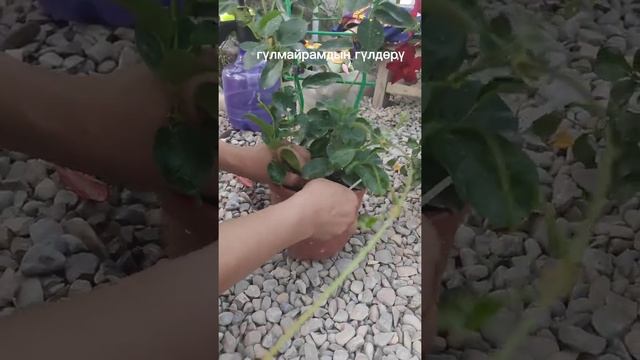 Диплодения гүлү жөнүндө маалымат,эң оңой тамыр алдыруу жолу смотреть онлайн