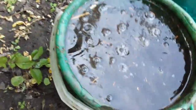 ТОМАТЫ . ВТОРАЯ ПОДКОРМКА НАСТОЕМ КУРЬЯКА В ОТКРЫТОМ ГРУНТЕ. смотреть онлайн
