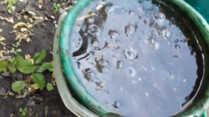 ТОМАТЫ . ВТОРАЯ ПОДКОРМКА НАСТОЕМ КУРЬЯКА В ОТКРЫТОМ ГРУНТЕ.