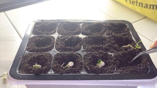 Kiat kiat fruits germination смотреть онлайн