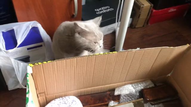 Кот изучает посылку смотреть онлайн