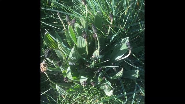 Identifying the UK's Ribwort Plantain (Plantago Lanceolata) Family Plantaginaceae смотреть онлайн
