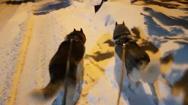 Вечерняя прогулка с хаски..🐺🐺#сибирскийхаски #челябинск #huskyidel❄ смотреть онлайн