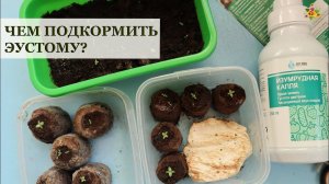 ЭУСТОМА #3 Взошла, что делать дальше? / Чем подкормить эустому? / Почему эустома замерла?