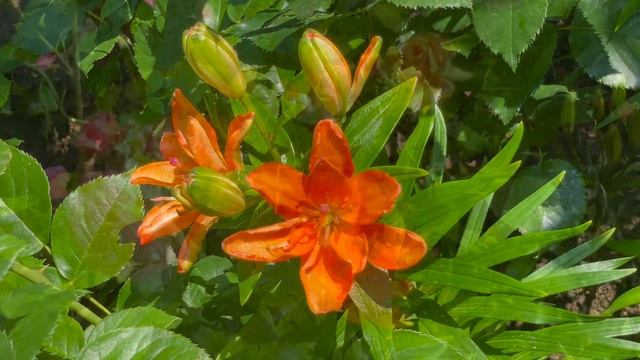 Июль в Саду 12 июля 2022 часть 4 смотреть онлайн