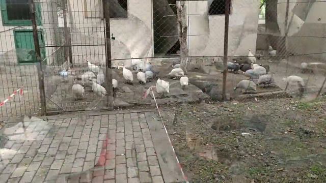 Волшебный павлин 🤪! Ферма где живут удивительные животные 🥰