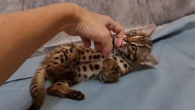 Бенгальский мальчик Ф1 75%, очень ручной смотреть онлайн