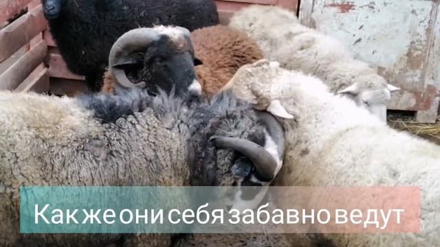 Барашки - милашки ??? смотреть онлайн