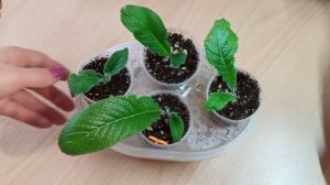 Стрептокарпусы! Выращивание и уход!