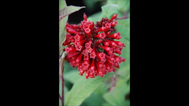 cestrum fasciculatum смотреть онлайн