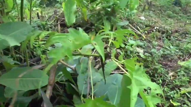 все что вы хотели знать о мачете, выбор длины мачете, хитрости в работе с мачете. смотреть онлайн