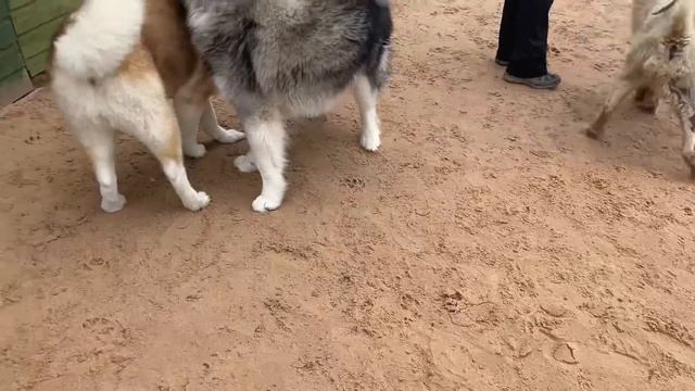 Alaskan Malamute Dog Park! Zoomies And Phil With More Energy Again! смотреть онлайн