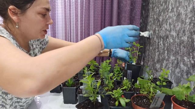 ПРИШЛА ПОСЫЛКА С ЦВЕТАМИ ОТЛИЧНОГО КАЧЕСТВА! смотреть онлайн