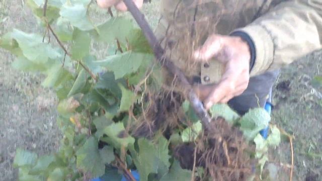 Надежный способ размножение амурского винограда по Мешкову В.М. смотреть онлайн