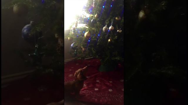 Dachshund puppy vs Christmas Tree смотреть онлайн