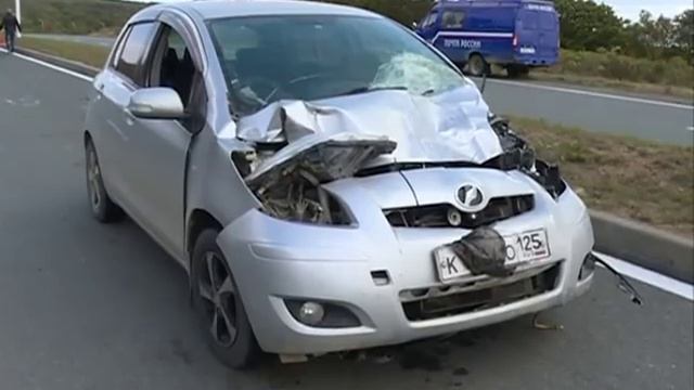 Корова попала под колеса авто на Русском острове смотреть онлайн