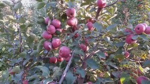 Яблоня красномясая Ред Лав Эра (apple Red Love Era). Обзор плодоношения на разных подвоях.