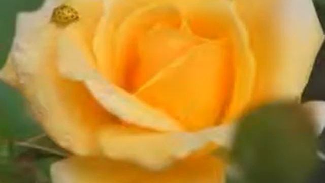 в мире цветов смотреть онлайн