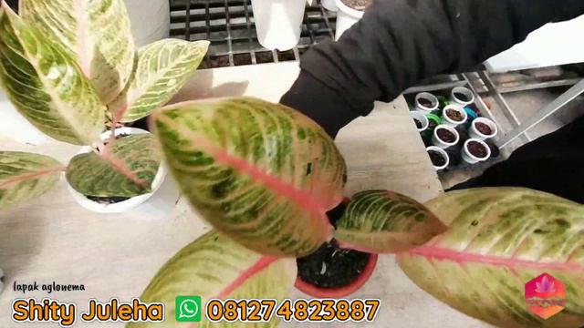 Aglonema Golden hope Minion POS white Goliath Audri Arini Kresna konon | Aglaonema koleksi RARE ITE смотреть онлайн