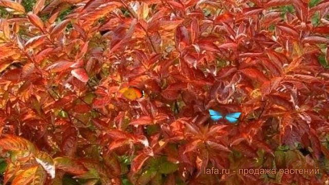 Вейгела цветущая Вингс оф Файер ? обзор: как сажать, саженцы вейгелы Вингс оф Файер