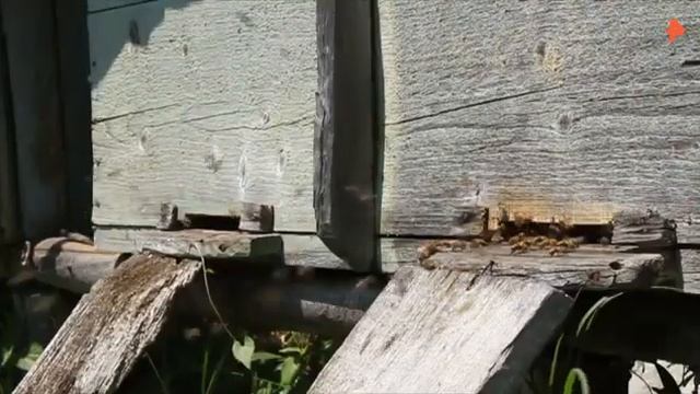 Самые шокирующие гипотезы-Мёд!..... смотреть онлайн