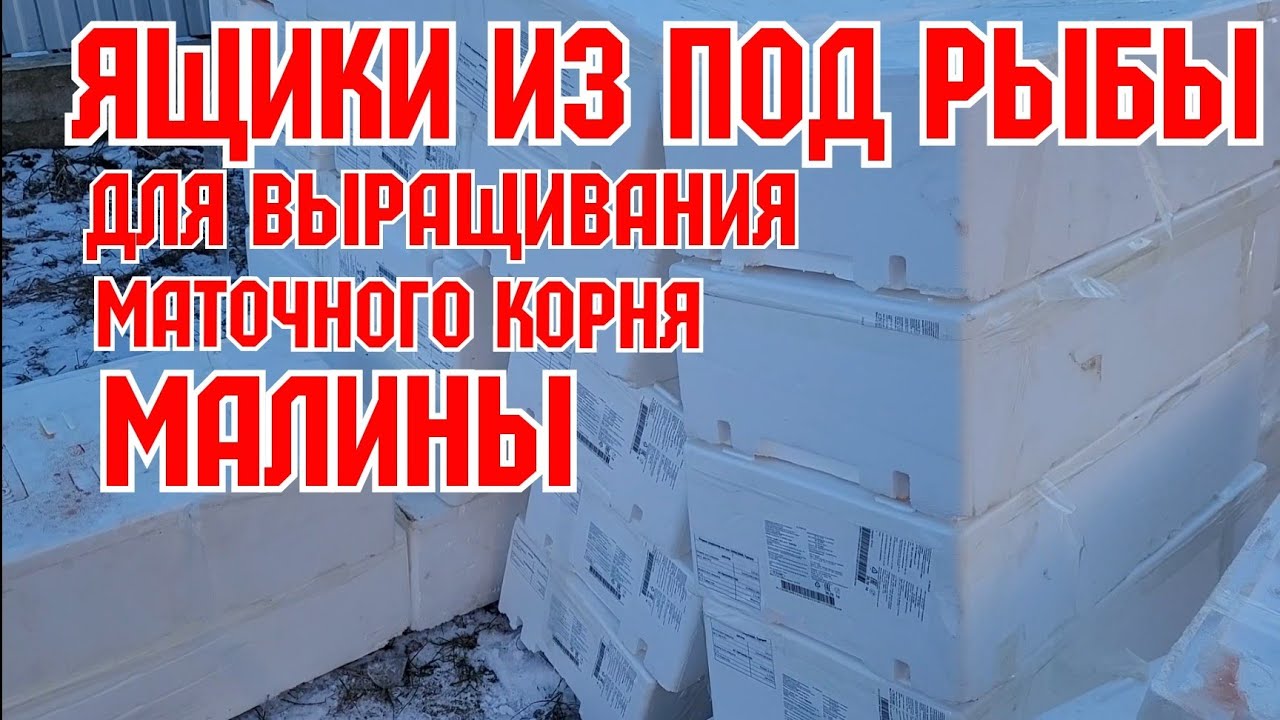 Ящики из под рыбы, для выращивания саженцев!