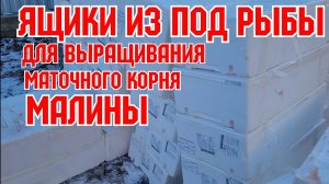 Ящики из под рыбы, для выращивания саженцев!
