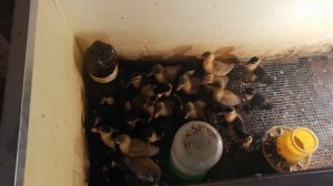 Выращивание Башкирской утки и Утки Голубой фаворит с первого дня