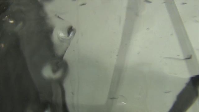 Как мыть аквариум (для черепах) смотреть онлайн