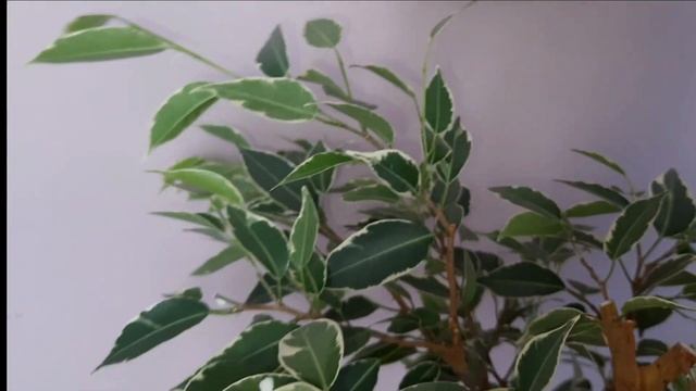 Обрезка фикуса Бенджамина смотреть онлайн