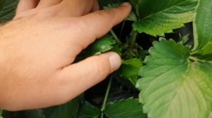 Клубника Клери на черноземе