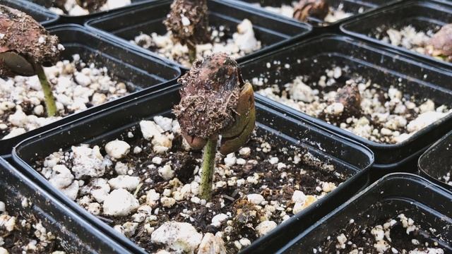 How to Grow Cacao From Seed смотреть онлайн