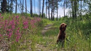 Сплав по реке на пакрафте с собакой